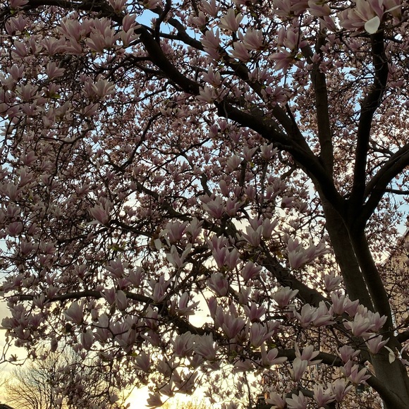 Meet your Posher, Kylie - Picture 1 of 1